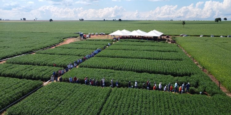 Copasul vai erguer 1a indústria de soja em Naviraí, MS