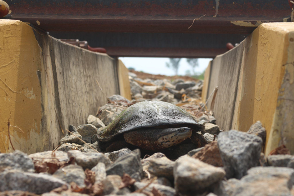 Rumo lança guia inédito para proteger jabutis e cágados nas ferrovias