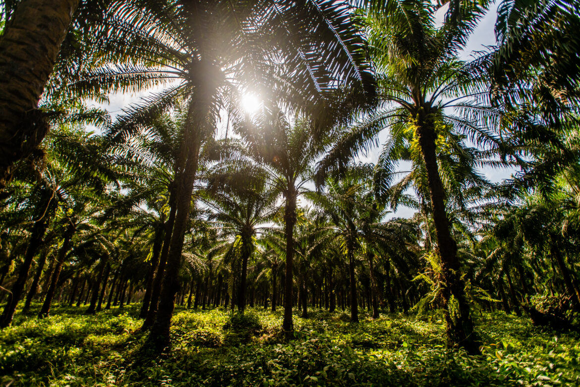 Agropalma comprova que preservação de florestas é ativo estratégico para produtividade e segurança climática