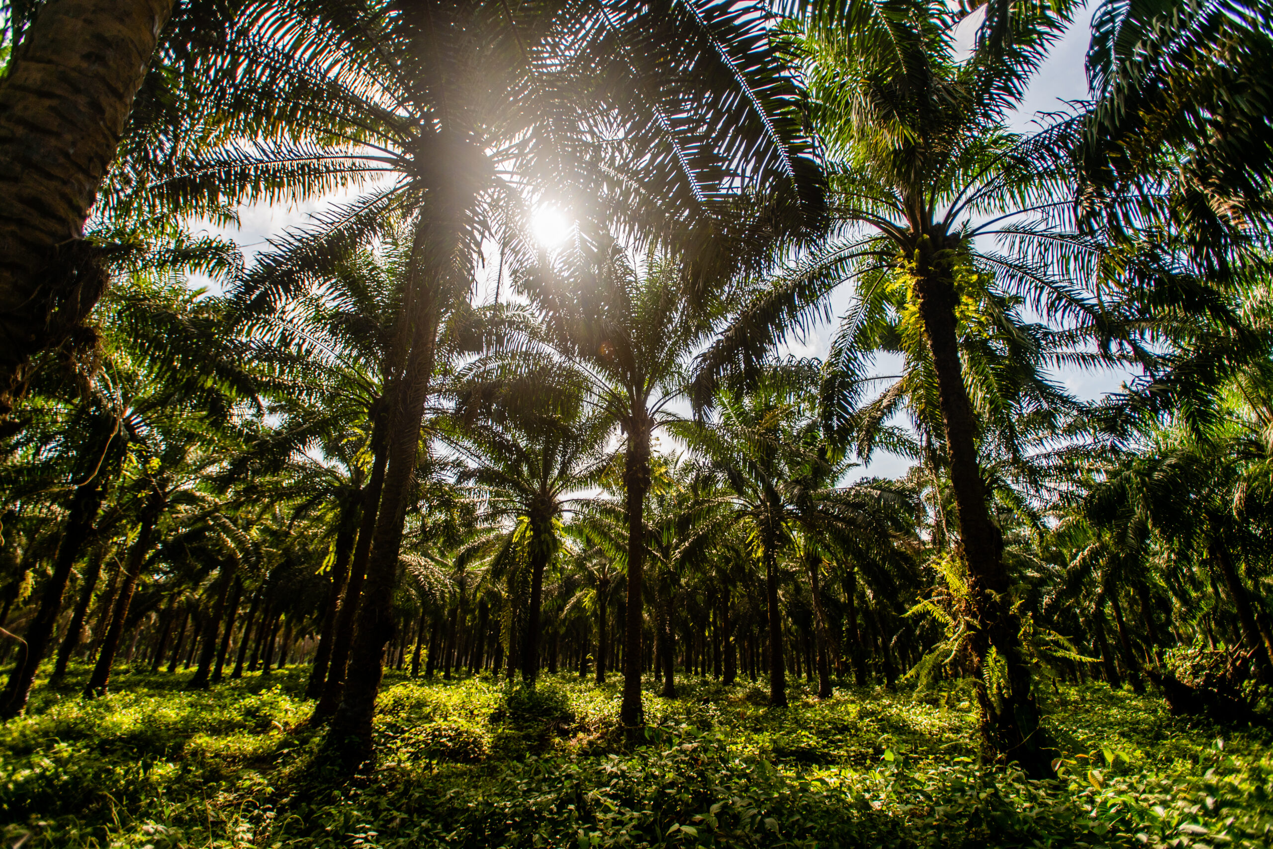 Floresta em pé impulsiona produtividade agrícola
